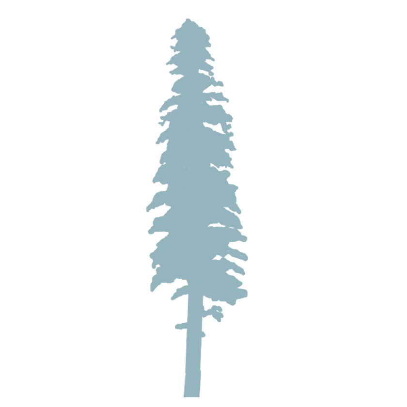 Sugar Pine Logo Sugar Pine Logo